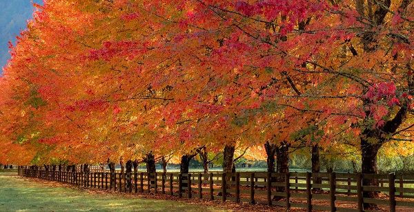 Gulin, Sylvia 아티스트의 USA-Washington State-North Bend fence and tree lined driveway in fall colors작품입니다.